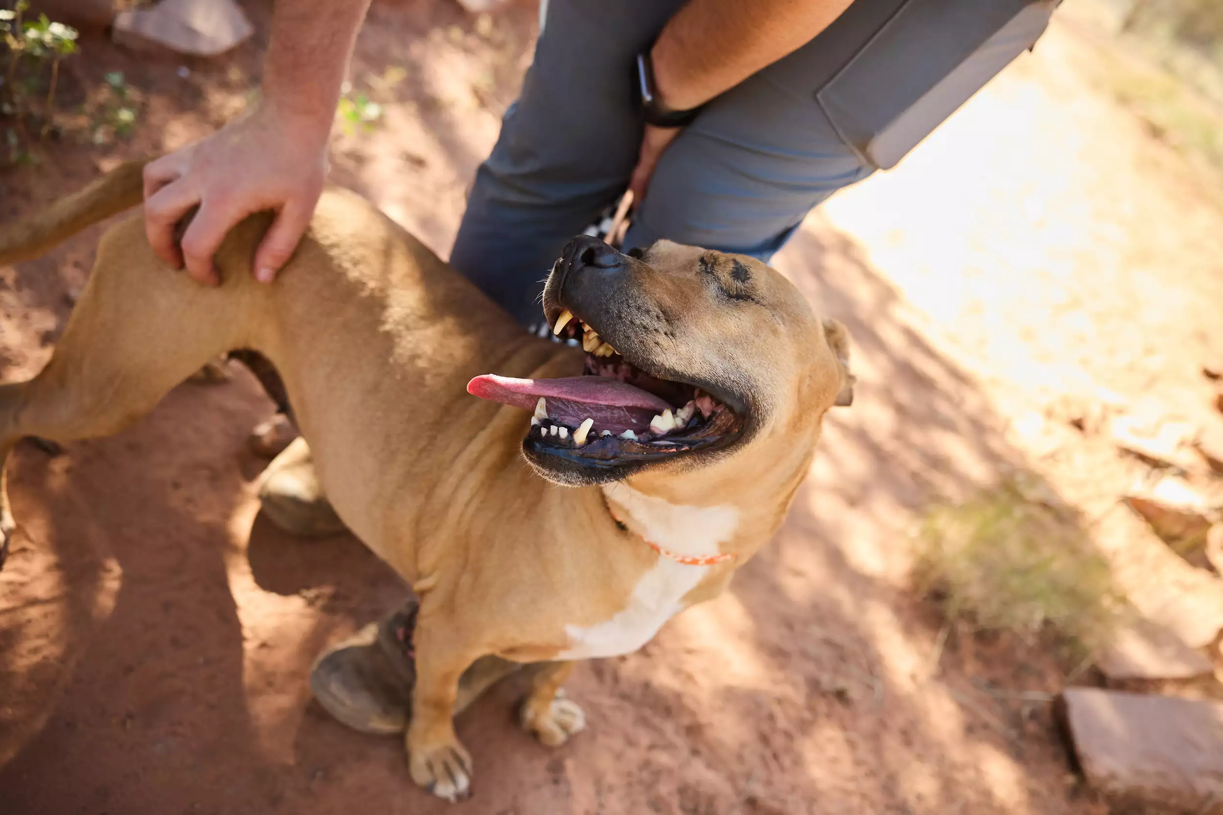 One-Eyed Rescue Dog